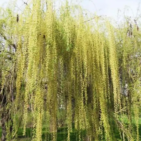 Oasis Of Green Streamside Relaxation *