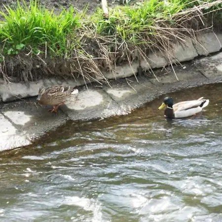 Oasis Of Green Streamside Relaxation